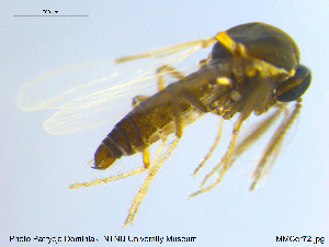  ( - MM-Cer72)  @11 [ ] CreativeCommons - Attribution Non-Commercial Share-Alike (2019) Unspecified NTNU University Museum