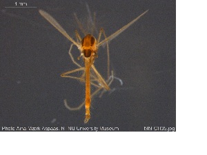  ( - MM-CH05)  @11 [ ] CreativeCommons - Attribution Share-Alike (2019) NTNU Museum of Natural History and Archaeology NTNU University Museum, Department of Natural History