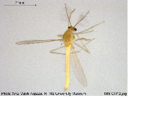  ( - MM-CH10)  @11 [ ] CreativeCommons - Attribution Share-Alike (2019) NTNU Museum of Natural History and Archaeology NTNU University Museum, Department of Natural History