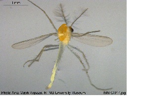  ( - MM-CH17)  @11 [ ] CreativeCommons - Attribution Share-Alike (2019) NTNU Museum of Natural History and Archaeology NTNU University Museum, Department of Natural History