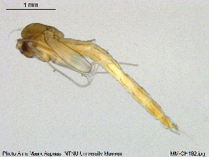  ( - MM-CH192)  @11 [ ] Creative Commons  Attribution Non-Commercial Share-Alike (2020) NTNU University Museum, Department of Natural History NTNU University Museum, Department of Natural History