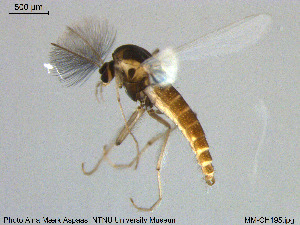  ( - MM-CH195)  @11 [ ] Creative Commons  Attribution Non-Commercial Share-Alike (2020) NTNU University Museum, Department of Natural History NTNU University Museum, Department of Natural History