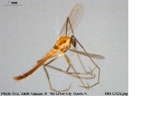  ( - MM-CH29)  @13 [ ] CreativeCommons - Attribution Share-Alike (2019) NTNU Museum of Natural History and Archaeology NTNU University Museum, Department of Natural History