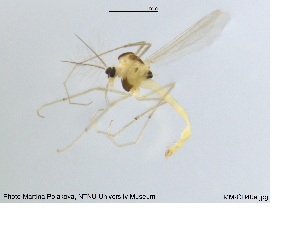  ( - MM-CH40)  @11 [ ] CreativeCommons - Attribution Share-Alike (2019) NTNU Museum of Natural History and Archaeology NTNU Museum of Natural History and Archaeology