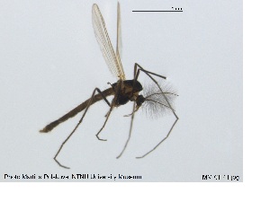  ( - MM-CH41)  @11 [ ] CreativeCommons - Attribution Share-Alike (2019) NTNU Museum of Natural History and Archaeology NTNU Museum of Natural History and Archaeology