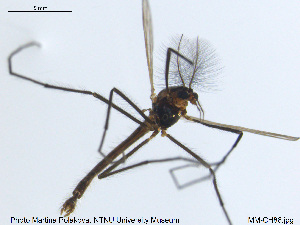  ( - MM-CH86)  @11 [ ] CreativeCommons - Attribution Share-Alike (2019) NTNU Museum of Natural History and Archaeology NTNU Museum of Natural History and Archaeology
