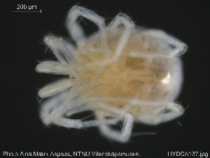  (Teutonia cometes - HYDCA137)  @11 [ ] Creative Commons  Attribution Non-Commercial Share-Alike (2019) NTNU University Museum, Department of Natural History NTNU University Museum, Department of Natural History