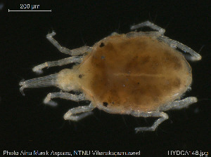  ( - HYDCA148)  @11 [ ] Creative Commons  Attribution Non-Commercial Share-Alike (2019) NTNU University Museum, Department of Natural History NTNU University Museum, Department of Natural History