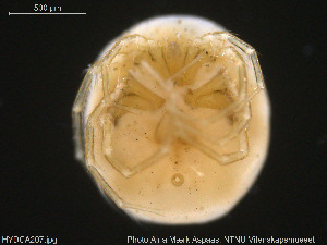  (Hydrodroma despiciens - HYDCA207)  @11 [ ] Creative Commons  Attribution Non-Commercial Share-Alike (2019) NTNU University Museum, Department of Natural History NTNU University Museum, Department of Natural History