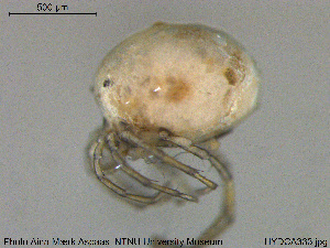  ( - HYDCA333)  @11 [ ] Creative Commons  Attribution Non-Commercial Share-Alike (2020) NTNU University Museum, Department of Natural History NTNU University Museum, Department of Natural History