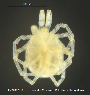  ( - HYDCA521)  @11 [ ] Creative Commons  Attribution Non-Commercial Share-Alike (2021) NTNU University Museum, Department of Natural History NTNU University Museum, Department of Natural History