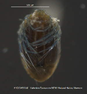  (Oxus strigatus - HYDCA530)  @11 [ ] Creative Commons  Attribution Non-Commercial Share-Alike (2021) NTNU University Museum, Department of Natural History NTNU University Museum, Department of Natural History