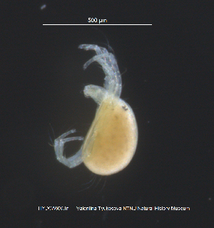  (Limnesia curvipalpis - HYDCA600)  @11 [ ] Creative Commons  Attribution Non-Commercial Share-Alike (2021) NTNU University Museum, Department of Natural History NTNU University Museum, Department of Natural History