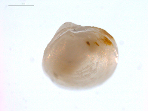  ( - 11MMMOL-00030)  @12 [ ] CreativeCommons - Attribution  Unspecified Centre for Biodiversity Genomics