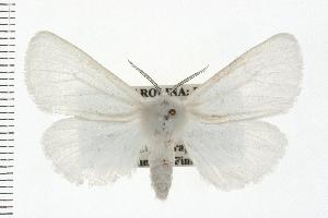  (Spilosoma latipennis - HLC-17684)  @15 [ ] CreativeCommons - Attribution (2008) CBG Photography Group Centre for Biodiversity Genomics