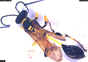  ( - MMSM-001)  @11 [ ] CreativeCommons Attribution Non-Commercial (by-nc) (2025) Maanyata Indian Insstitute of science education and research, Mohali