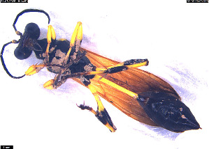  ( - MMSM-001)  @11 [ ] CreativeCommons Attribution Non-Commercial (by-nc) (2025) Maanyata Indian Insstitute of science education and research, Mohali