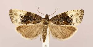  ( - CNCLEP00025230)  @14 [ ] CreativeCommons - Attribution Non-Commercial Share-Alike (2007) Jean-Francois Landry Canadian National Collection