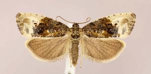  ( - CNCLEP00025231)  @14 [ ] CreativeCommons - Attribution Non-Commercial Share-Alike (2007) Jean-Francois Landry Canadian National Collection