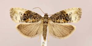  ( - CNCLEP00025232)  @14 [ ] CreativeCommons - Attribution Non-Commercial Share-Alike (2007) Jean-Francois Landry Canadian National Collection