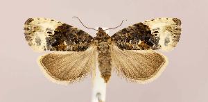  ( - CNCLEP00025233)  @14 [ ] CreativeCommons - Attribution Non-Commercial Share-Alike (2007) Jean-Francois Landry Canadian National Collection