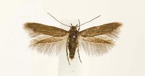  ( - CNCLEP00026855)  @13 [ ] CreativeCommons - Attribution Non-Commercial Share-Alike (2007) Jean-Francois Landry Canadian National Collection