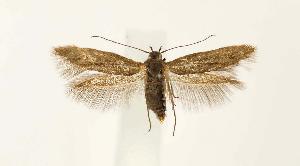  ( - CNCLEP00026858)  @13 [ ] CreativeCommons - Attribution Non-Commercial Share-Alike (2007) Jean-Francois Landry Canadian National Collection