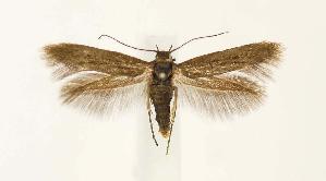  ( - CNCLEP00026863)  @13 [ ] CreativeCommons - Attribution Non-Commercial Share-Alike (2007) Jean-Francois Landry Canadian National Collection