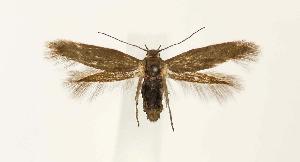  ( - CNCLEP00026865)  @13 [ ] CreativeCommons - Attribution Non-Commercial Share-Alike (2007) Jean-Francois Landry Canadian National Collection