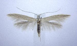  (Coleophora JFL010 - jflandry0946.1)  @14 [ ] Copyright (2007) Jean-Francois Landry Canadian National Collection