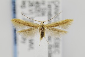  ( - CNCLEP00012676)  @12 [ ] CreativeCommons - Attribution Non-Commercial Share-Alike (2011) Jean-Francois Landry Canadian National Collection