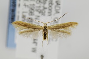  ( - CNCLEP00012698)  @12 [ ] CreativeCommons - Attribution Non-Commercial Share-Alike (2011) Jean-Francois Landry Canadian National Collection