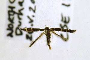  (Cosmopterix clandestinella - CNCLEP00156375)  @11 [ ] CreativeCommons - Attribution Non-Commercial Share-Alike (2018) Jean-François Landry Canadian National Collection