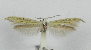  ( - CNCLEP00175024)  @11 [ ] CreativeCommons - Attribution Non-Commercial Share-Alike (2018) Jean-Francois Landry Canadian National Collection