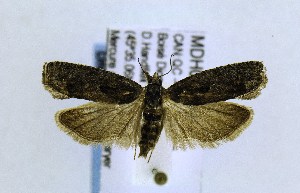  ( - MDH016684)  @13 [ ] CreativeCommons - Attribution Non-Commercial Share-Alike (2018) Jean-Francois Landry Canadian National Collection