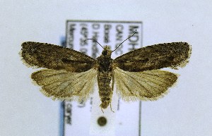  ( - MDH016698)  @13 [ ] CreativeCommons - Attribution Non-Commercial Share-Alike (2018) Jean-Francois Landry Canadian National Collection