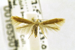  ( - CNCLEP00165501)  @12 [ ] CreativeCommons - Attribution Non-Commercial Share-Alike (2017) Jean-Francois Landry Canadian National Collection