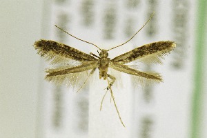  (Caloptilia flavimaculella - AC007074)  @13 [ ] CreativeCommons - Attribution Non-Commercial Share-Alike (2017) Jean-Francois Landry Canadian National Collection