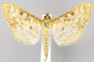  (Herpetogramma nymphalis - CNCLEP00040834)  @14 [ ] CreativeCommons - Attribution Non-Commercial Share-Alike (2007) Jean-Francois Landry Canadian National Collection