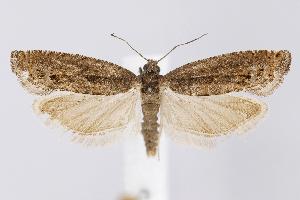  ( - CNCLEP00042818)  @13 [ ] CreativeCommons - Attribution Non-Commercial Share-Alike (2007) Jean-Francois Landry Canadian National Collection