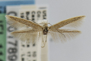  ( - CNCLEP00017898)  @13 [ ] CreativeCommons - Attribution Non-Commercial Share-Alike (2007) Jean-Francois Landry Canadian National Collection