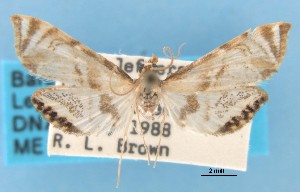 (Petrophila sp - MEM36493)  @11 [ ] Copyright (2007) Jean-Francois Landry Canadian National Collection
