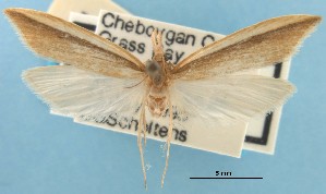  (Donacaula albicostellus - MEM36525)  @11 [ ] Copyright (2007) Jean-Francois Landry Canadian National Collection