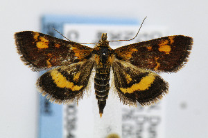  (Pyrausta generosa - CNCLEP00038461)  @15 [ ] CreativeCommons - Attribution Non-Commercial Share-Alike (2007) Jean-Francois Landry Canadian National Collection