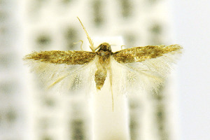  ( - CNCLEP00115191)  @14 [ ] CreativeCommons - Attribution Non-Commercial Share-Alike (2016) Jean-Francois Landry Canadian National Collection of Insects, Arachnids and Nematodes