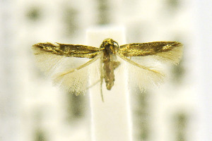  ( - CNCLEP00115227)  @12 [ ] CreativeCommons - Attribution Non-Commercial Share-Alike (2016) Jean-Francois Landry Canadian National Collection of Insects, Arachnids and Nematodes