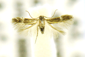  (Siskiwitia - CNCLEP00115231)  @13 [ ] CreativeCommons - Attribution Non-Commercial Share-Alike (2016) Jean-Francois Landry Canadian National Collection of Insects, Arachnids and Nematodes