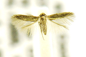  ( - CNCLEP00115233)  @12 [ ] CreativeCommons - Attribution Non-Commercial Share-Alike (2016) Jean-Francois Landry Canadian National Collection of Insects, Arachnids and Nematodes