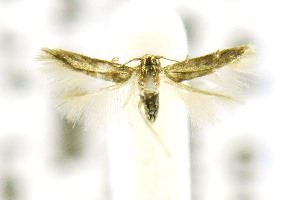  ( - CNCLEP00115247)  @12 [ ] CreativeCommons - Attribution Non-Commercial Share-Alike (2016) Jean-Francois Landry Canadian National Collection of Insects, Arachnids and Nematodes