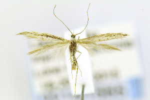  ( - CNCLEP00141565)  @13 [ ] CreativeCommons - Attribution Non-Commercial Share-Alike (2016) Jean-Francois Landry Canadian National Collection of Insects, Arachnids and Nematodes